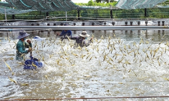 Phấn đấu đạt hơn 1 triệu tấn tôm, giữ vững kim ngạch xuất khẩu 4,3 tỷ USD