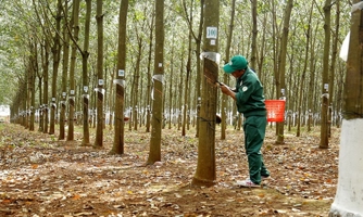 Trung Quốc mở cửa trở lại, vì sao giá cao su xuất khẩu vẫn liên tục giảm? 