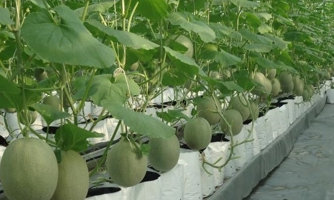 4 nhiệm vụ trọng tâm về ứng dụng khoa học công nghệ xây dựng nông thôn mới của TP.HCM