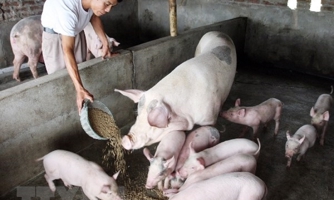 Chăn nuôi nông hộ trước nguy cơ bị “xóa sổ”