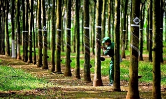 Giá bán mủ cao su giảm sâu, Tập đoàn Công nghiệp Cao su Việt Nam gặp khó 