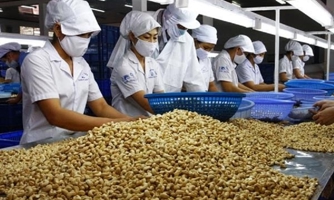 Xuất khẩu điều quý 1/2023: Tăng cả lượng và trị giá