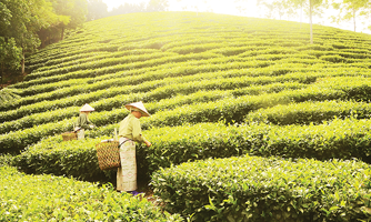 Nỗ lực “nâng sao” OCOP để rộng đường xuất khẩu