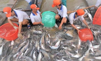 “Giành” lại vị thế và thương hiệu cá tra Việt Nam