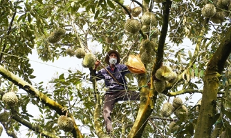 Vỡ quy hoạch phát triển cây sầu riêng do nông dân ồ ạt mở rộng diện tích
