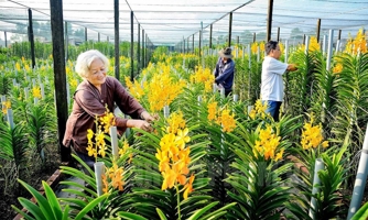 Thí điểm mô hình xã nông thôn mới ở Củ Chi và Cần Giờ