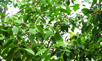 Mở hướng phát triển kinh tế rừng từ “vương mộc” đàn hương