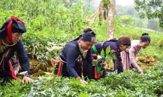 Doanh nghiệp dược liệu “than thở” không vay được vốn 