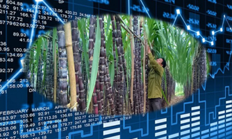 Ấn Độ cấm xuất khẩu đường, SSI Research gọi tên hai cổ phiếu "ngọt" nhất năm 