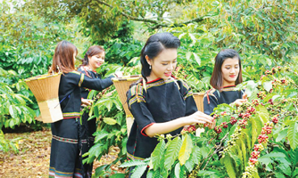 Annual coffee exports expected to reach 1.718 million tons
