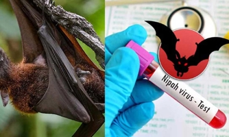 Virus Nipah bùng phát ở Ấn Độ, TP.HCM giám sát người từ vùng dịch