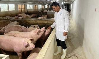 Nông dân giảm chăn nuôi, nguồn cung thịt cho Tết 2024 vẫn được đảm bảo