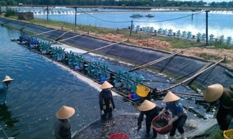 Khoa học công nghệ đã “góp sức” cho tăng trưởng của ngành thủy sản
