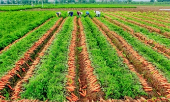 Hải Dương thúc đẩy tiêu thụ nông sản ra thị trường quốc tế