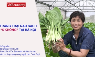 Làm giàu nhờ trang trại rau hữu cơ "5 không" 