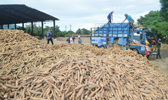 Xuất khẩu sắn và sản phẩm từ sắn đạt trên 1 tỷ USD, Trung Quốc vẫn là thị trường tiêu thụ chính 