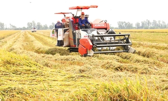 Phát triển chuỗi giá trị lúa gạo Việt Nam: Trách nhiệm và bền vững