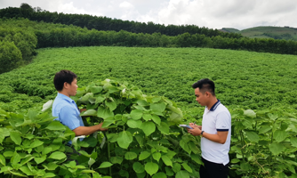 Doanh nghiệp khó khăn, người dân lo sốt vó vì "cây thoát nghèo" tắc đầu ra