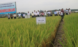 Luật trồng trọt bộc lộ nhiều bất cập, doanh nghiệp sản xuất kinh doanh giống bức xúc