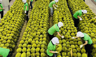 Bước “đại nhảy vọt” trong xuất khẩu rau quả 