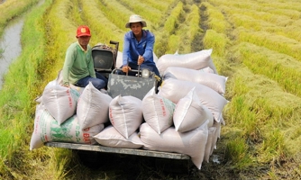 Xuất khẩu gạo tăng trưởng mạnh, nhưng thương hiệu vẫn còn “mờ nhạt”