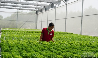 TP.HCM muốn có 3.000 ha canh tác rau vào năm 2025