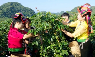 Thử nghiệm mô hình kinh doanh tuần hoàn trong canh tác cà phê và lúa gạo