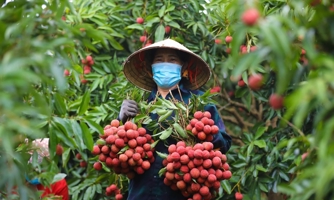 Hải Dương tất bật chuẩn bị đầu ra cho gần 9.000 ha vải thiều