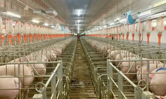 Quảng Trị có thêm dự án chăn nuôi công nghệ cao hàng trăm tỷ đồng