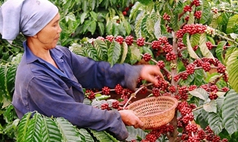 Giá cà phê đang chững lại nhưng xuất khẩu vẫn có thể đạt 6 tỷ USD trong năm 2024 