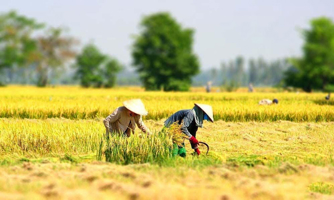 Đổi mới toàn diện công tác đào tạo nghề cho lao động nông thôn