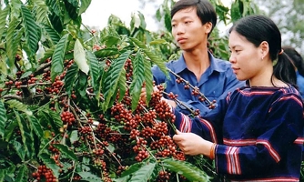 Tây Nguyên sẽ xanh hóa và phát triển bền vững 