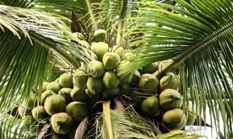 Bến Tre phát triển ngành dừa bền vững