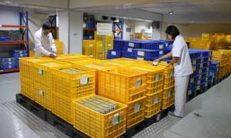 Việt Nam sẽ xuất khẩu 150.000 liều vaccine dịch tả lợn châu Phi sang Philippines