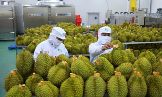Xuất khẩu rau quả tăng trên 30%, ngành sầu riêng tiếp tục phá kỷ lục