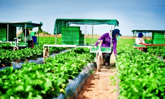 1.000 lao động Việt Nam có cơ hội sang Australia làm việc