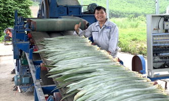 Việt Nam thành công sản xuất quy mô lớn tơ, sợi, vải sinh thái từ lá dứa