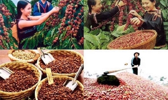Xuất khẩu cà phê lập kỷ lục mới ngay trong 9 tháng năm 2024
