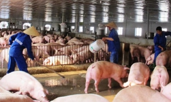 Chuyển đổi thành phần thức ăn chăn nuôi để giảm phát thải khí nhà kính