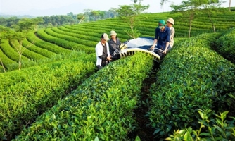 Ngành chè cần chuyển đổi sản xuất để thoát ra khỏi “bẫy” giá rẻ