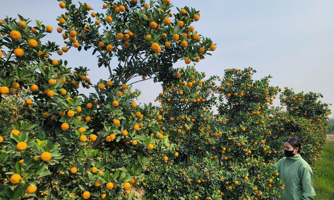 Ngắm thủ phủ quất cảnh xứ Thanh
