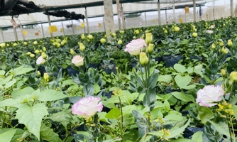 Làng hoa Đông Cương vào vụ Tết