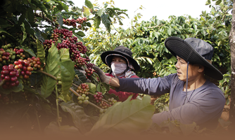 Xuất khẩu cà phê đạt kỷ lục 5,48 tỷ USD năm 2024 