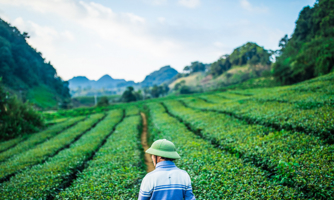 Hướng đi nào cho du lịch canh nông?