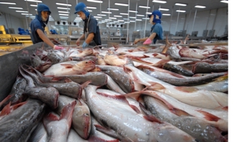 Khối thị trường CPTPP vươn lên vị trí thứ hai về nhập khẩu cá tra Việt Nam