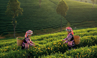 Hiệu quả từ mô hình "biến nương ngô thành vườn thuốc” ở Thanh Hóa