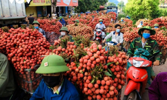"Thủ phủ vải thiều" miền Bắc hứa hẹn mùa bội thu  