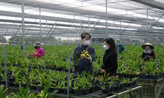 Hải Phòng đề xuất mỗi năm hỗ trợ 375 tỷ đồng cho phát triển nông nghiệp
