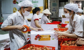 Vải thiều bội thu  