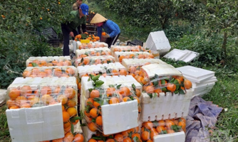 Phát triển cây ăn quả là "đòn bẩy" xây dựng nền nông nghiệp sinh thái Thanh Hóa